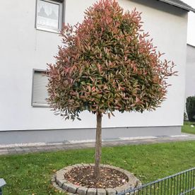 Garten und Landschaftsbau Güler in Kelkheim Leistungen Rollrasen 06