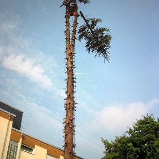 Garten und Landschaftsbau Güler in Kelkheim Leistungen Baumfällungen 01