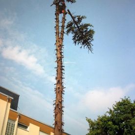 Garten und Landschaftsbau Güler in Kelkheim Leistungen Baumfällungen 03